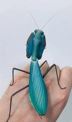 Hierodula Sp Blue | Giant Blue Mantis, Dieren en Toebehoren, Insecten en Spinnen, Sprinkhaan of Krekel