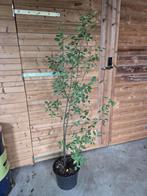 Krentenboompjes - meerstammig, Tuin en Terras, Planten | Bomen, In pot, Halfschaduw, Lente, 100 tot 250 cm