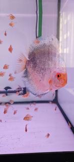 Laatste 2 Dark Angel discusvissen, Dieren en Toebehoren, Vissen | Aquariumvissen, Vis