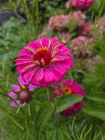 Zakje zaden zinnia's californische reuzen mix of kleurkeuze, Ophalen of Verzenden, Voorjaar, Volle zon, Zaad