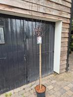 Roodbladerige kerspruim hoogstam boom, Lente, 100 tot 250 cm, Volle zon, In pot