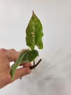 Syngonium Red Spot, Huis en Inrichting, Ophalen of Verzenden, Overige soorten, Minder dan 100 cm