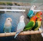 Agapornissen in diverse kleurmutaties., Meerdere dieren, Dwergpapegaai of Agapornis