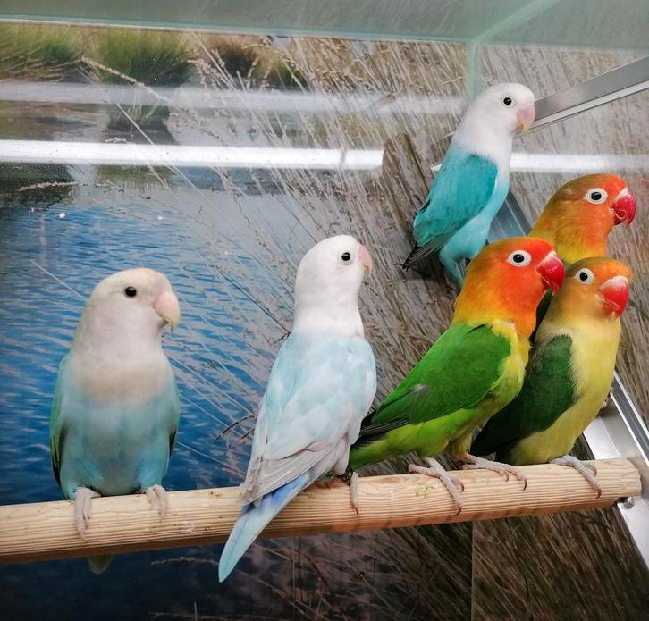 Agapornissen in diverse kleurmutaties., Dieren en Toebehoren, Vogels | Parkieten en Papegaaien, Dwergpapegaai of Agapornis, Meerdere dieren