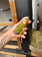 Jonge Phyrurra voor hand opfok., Dieren en Toebehoren, Vogels | Parkieten en Papegaaien, Papegaai