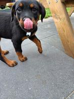 Rottweiler pup teefje 12 weken, Dieren en Toebehoren, 8 tot 15 weken, Teef, Eén hond, Rottweiler