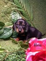 Prachtige Black and Tan Teckel pups laatste teefje, Dieren en Toebehoren, Kaninchen, 8 tot 15 weken, Korthaar, Meerdere