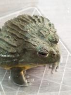 Pyxicephalus adspersus. African Bullfrog mannetje, Dieren en Toebehoren, Reptielen en Amfibieën, Amfibie, 3 tot 6 jaar