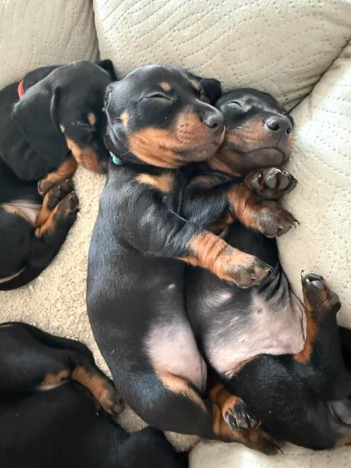 Dwergteckel teefjes op zoek naar een gouden mandje, Dieren en Toebehoren, Honden | Teckels en Dashonden, Teef, Korthaar, Dwerg