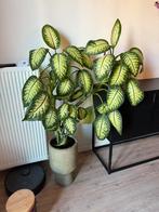 Binnen plant Dieffenbachia, Huis en Inrichting, Kamerplanten, Ophalen of Verzenden, Halfschaduw, Minder dan 100 cm