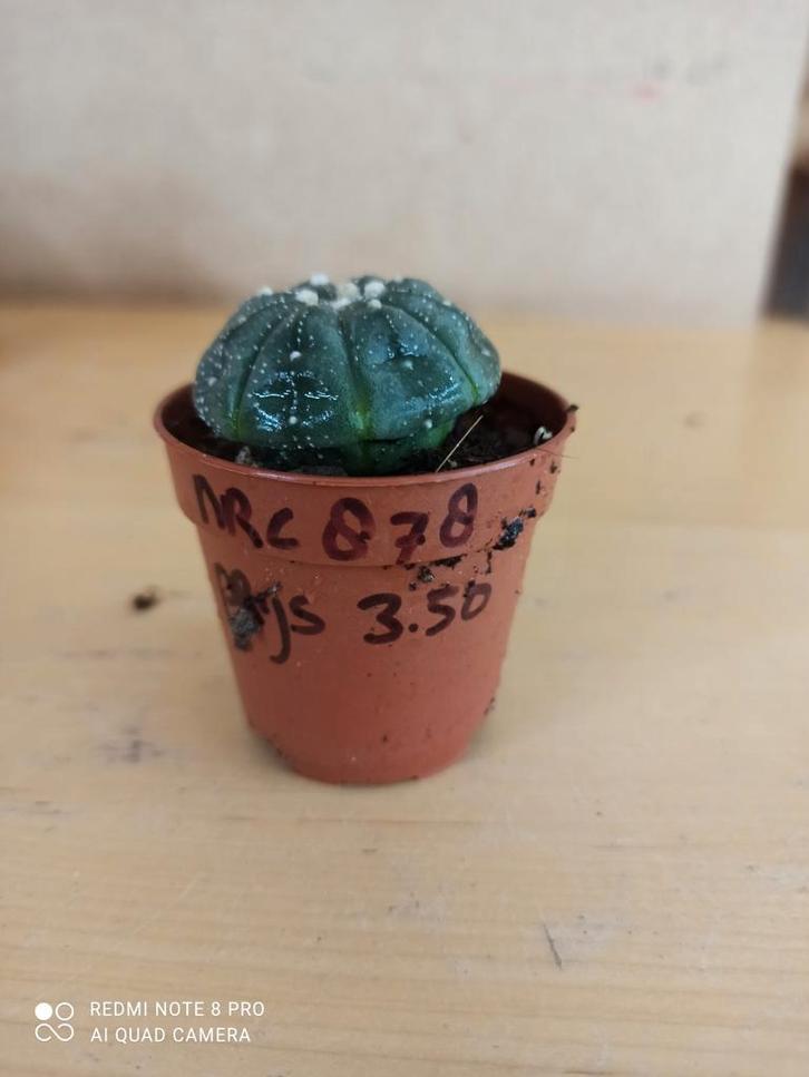 Astrophytum asterias potmaat 5.5 nummer C878, Huis en Inrichting, Kamerplanten, Minder dan 100 cm, Halfschaduw, Ophalen of Verzenden