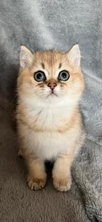 Britse korthaar kittens met stamboom Golden en Silver Shaded, Kater, Gechipt