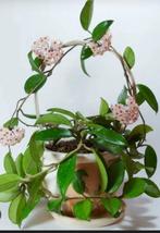 Hoya Carnosa, Huis en Inrichting, Kamerplanten, Ophalen of Verzenden, Halfschaduw, Minder dan 100 cm