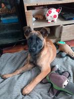 Herders, Dieren en Toebehoren, Honden | Herdershonden en Veedrijvers, Reu, 8 tot 15 weken, Parvo, Eén hond