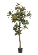 magnolia denudata 180cm, Ophalen of Verzenden, Nieuw