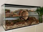 Knaagdier terrarium / kooi / hok voor Gerbils, hamster & rat, Minder dan 60 cm, Ophalen of Verzenden, Hamster, Hok