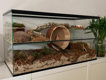Knaagdier terrarium / kooi / hok voor Gerbils, hamster & rat beschikbaar voor biedingen