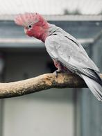 Koppels rose kaketoe s, Dieren en Toebehoren, Vogels | Parkieten en Papegaaien, Meerdere dieren, Papegaai, Geringd