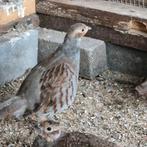 Te koop europese patrijzen enkel alleen haantjes, Dieren en Toebehoren, Mannelijk, Kip