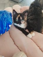 Kruising Ragdoll kittens, Dieren en Toebehoren, Meerdere dieren, Kortharig, 0 tot 2 jaar