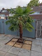 Palmboom Trachycarpus fortunei, 100 tot 250 cm, Zomer, Palmboom, Ophalen
