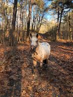 Hele lief, leuke kinderpony stamboek appaloosa., Dieren en Toebehoren, Ophalen of Verzenden