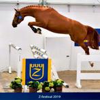 Super brave springmerrie – Chanouk Z, Dieren en Toebehoren, Paarden, Merrie, Springpaard, 175 cm of meer, Gechipt