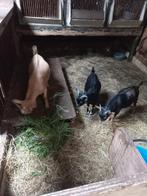 Dwergbokjes, Dieren en Toebehoren, Schapen, Geiten en Varkens, Mannelijk, Geit