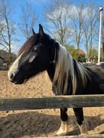 Tinker dekhengst, volbloed merrie en veulen, Dieren en Toebehoren, Hengst