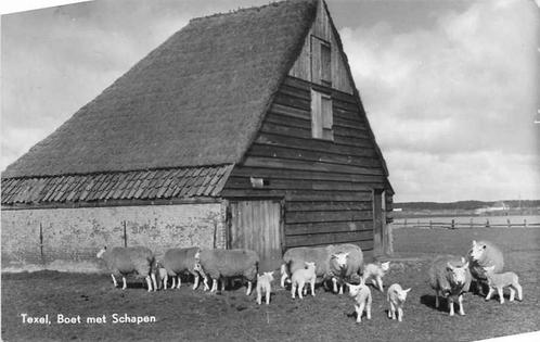(377-379-013) Texel Boet met Schapen, Verzamelen, Ansichtkaarten | Nederland, Noord-Holland, Verzenden