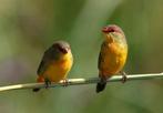 Goudbuikje - amandava subflava, Meerdere dieren, Tropenvogel, Geringd