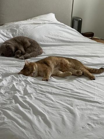 Twee lieve Britse Kortharen (3 en 2 jaar) – samen te koop! beschikbaar voor biedingen
