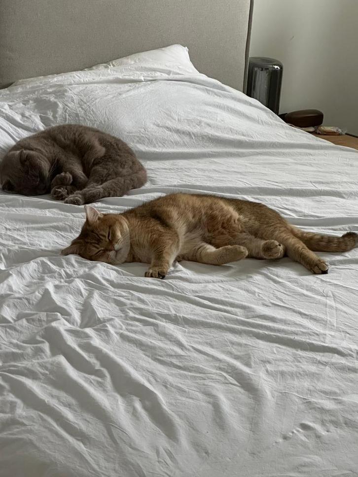 Twee lieve Britse Kortharen (3 en 2 jaar) – samen te koop!, Dieren en Toebehoren, Katten en Kittens | Overige Katten, Kortharig