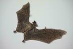 Opgezette grotten vleermuis - Cynopterus brachyotiTaxidermie, Verzamelen, Dierenverzamelingen, Ophalen of Verzenden, Nieuw, Wild dier