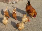Te koop  kippen, Dieren en Toebehoren, Pluimvee, Vrouwelijk, Kip