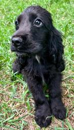 Engelse cocker spaniël pups, Dieren en Toebehoren, België, Fokker | Hobbymatig, Rabiës (hondsdolheid), 15 weken tot 1 jaar