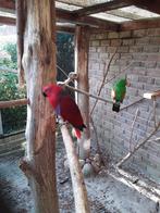 Edelpapegaai., Dieren en Toebehoren, Meerdere dieren, Parkiet