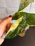 Syngonium Albo stek, Huis en Inrichting, Kamerplanten, Ophalen, Halfschaduw, Minder dan 100 cm