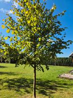 Lindeboom, 4-5 meter hoog, Overige soorten, Zomer, 400 cm of meer, Ophalen