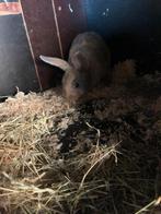 Jonge Konijnen, Dieren en Toebehoren, Konijnen, Meerdere dieren, Middelgroot, 0 tot 2 jaar
