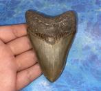Megalodon haaientand fossiel 9.6 centimeter, Verzamelen, Mineralen en Fossielen, Ophalen of Verzenden, Fossiel
