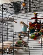 Mooie parkiet inclusief alles wat je nodig hebt €40, Dieren en Toebehoren, Vogels | Parkieten en Papegaaien, Vrouwelijk, Parkiet
