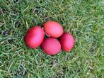 Broedeieren Marans, Geslacht onbekend, Kip