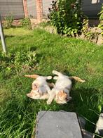 2 poesjes, Dieren en Toebehoren, Katten en Kittens | Overige Katten, Meerdere dieren, Kortharig, 0 tot 2 jaar