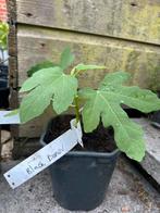Vijg vijgenplant “ Black Donov”, Tuin en Terras, Planten | Fruitbomen, Ophalen of Verzenden, Minder dan 100 cm, Vijgenboom, Zomer
