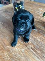 75% pekingees, Dieren en Toebehoren, Honden | Chihuahua's en Gezelschapshonden, 8 tot 15 weken, CDV (hondenziekte), Meerdere, Meerdere dieren