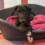 ACE: Pepini is een zwarte parel die houdt van spelen, Dieren en Toebehoren, Honden | Windhonden, Particulier, Rabiës (hondsdolheid)