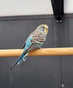 Grunge zoekt een huisje! (grasparkiet), Mannelijk, Parkiet