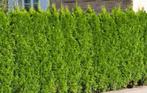 Thuja occ brabant conifeer, Ophalen of Verzenden, Conifeer, 100 tot 250 cm