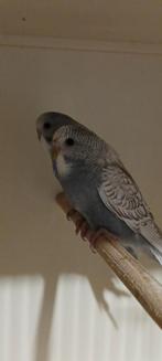 Jonge Engelse grasparkieten, Dieren en Toebehoren, Vogels | Parkieten en Papegaaien, Meerdere dieren, Parkiet, Geringd